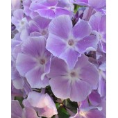 Флокс Phlox Miss Kelly
